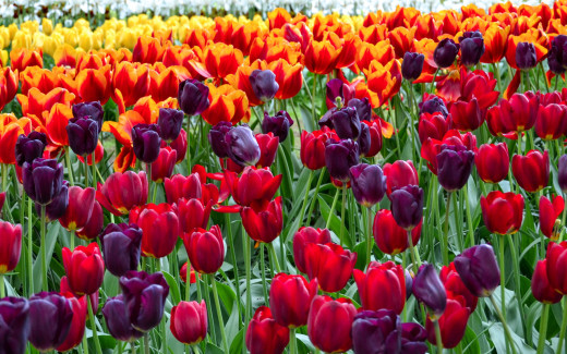 949555 (a): :2880x1800